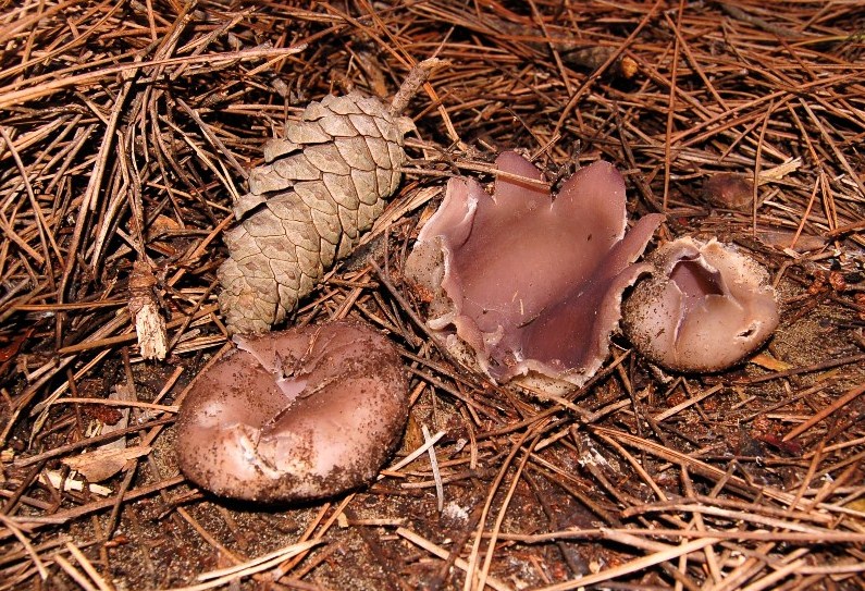 Giornata a San Rossore.